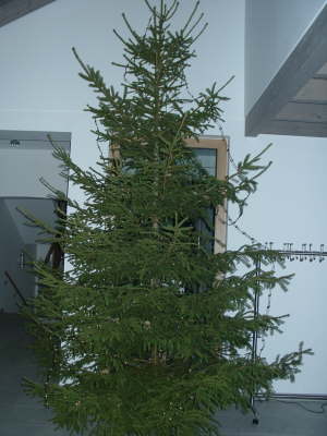 04.12.2003: Der Weihnachtsbaum 